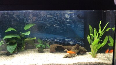 Foto des Albums: Aquarium