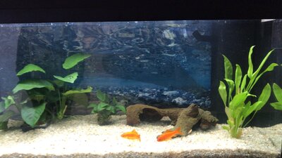 Foto des Albums: Aquarium