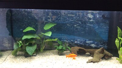 Foto des Albums: Aquarium