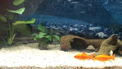 Foto des Albums: Aquarium