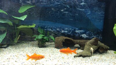 Foto des Albums: Aquarium