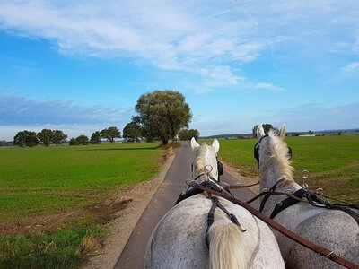 Foto des Albums: Reiterhof & Pension Norbert Kuhn