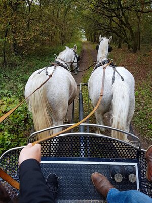 Foto des Albums: Reiterhof & Pension Norbert Kuhn