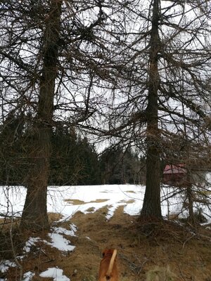 Foto des Albums: Rundwanderung bei Mehlmeisel Neugrün, Mähring, Hempelsberg