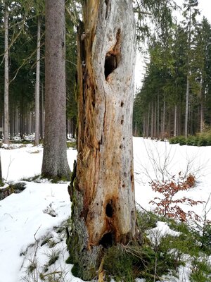 Foto des Albums: Rundwanderung bei Mehlmeisel Neugrün, Mähring, Hempelsberg