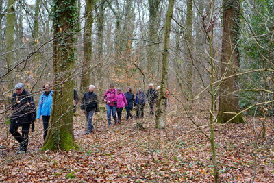 Wald vor Almhorst -2  (Bild vergr&ouml;&szlig;ern)
