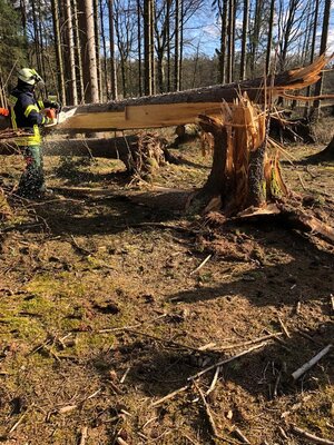 Foto des Albums: Fortbildung an der Kettensäge