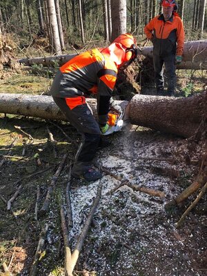 Foto des Albums: Fortbildung an der Kettensäge