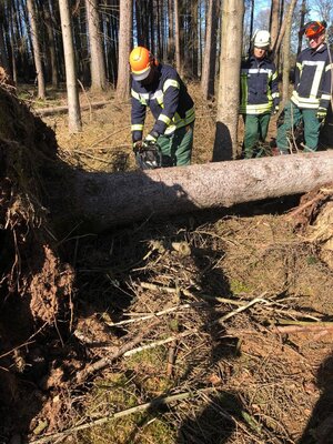 Foto des Albums: Fortbildung an der Kettensäge