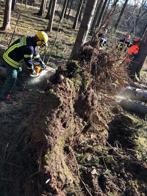 Foto des Albums: Fortbildung an der Kettensäge