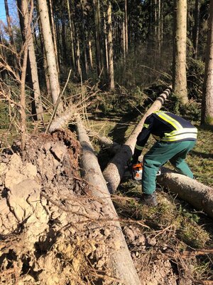 Foto des Albums: Fortbildung an der Kettensäge