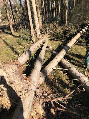 Foto des Albums: Fortbildung an der Kettensäge