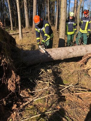 Foto des Albums: Fortbildung an der Kettensäge