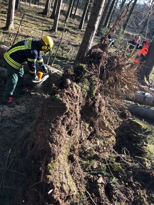 Foto des Albums: Fortbildung an der Kettensäge