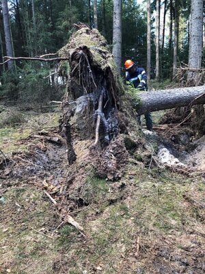 Foto des Albums: Fortbildung an der Kettensäge