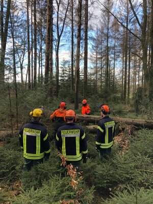 Foto des Albums: Fortbildung an der Kettensäge