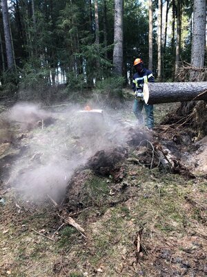 Foto des Albums: Fortbildung an der Kettensäge