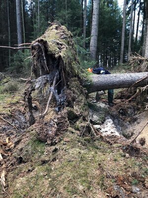 Foto des Albums: Fortbildung an der Kettensäge