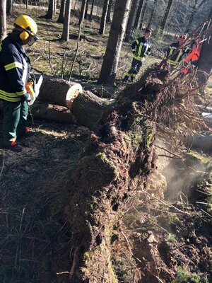 Foto des Albums: Fortbildung an der Kettensäge