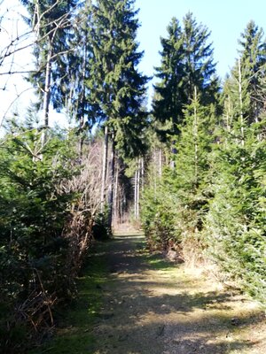 Foto des Albums: Rundwanderung auf dem Walderlebnispfad Fuchsmühl