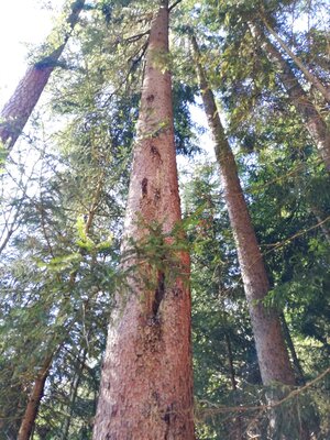 Foto des Albums: Rundwanderung auf dem Walderlebnispfad Fuchsmühl