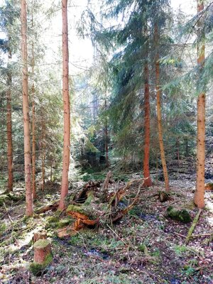 Foto des Albums: Rundwanderung auf dem Walderlebnispfad Fuchsmühl