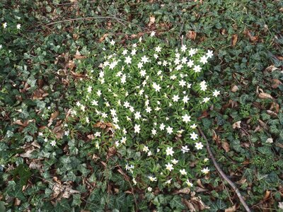 Fr&uuml;hlingsbl&uuml;her  (Bild vergr&ouml;&szlig;ern)