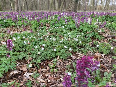 Foto des Albums: Frühling Klasse 1 (05. 04. 2022)