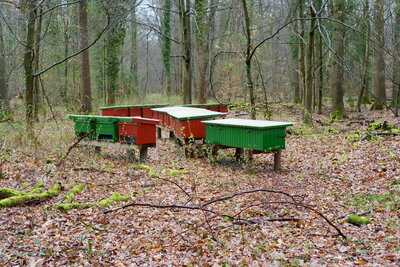 Wald  Bienen  Honig  (Bild vergr&ouml;&szlig;ern)