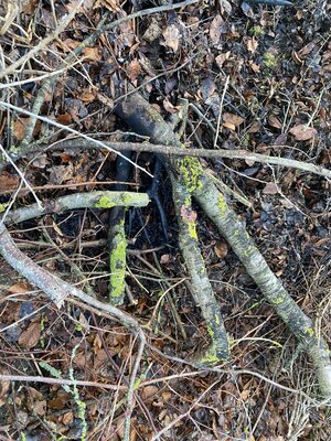 Foto des Albums: B 1 - Kleinbrand im Freien