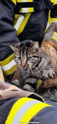 Foto des Albums: Tierrettung