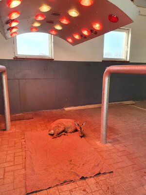 Foto des Albums: Tierrettung