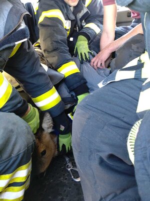 Foto des Albums: Tierrettung