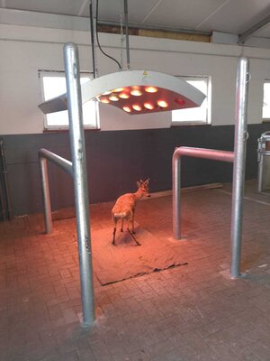 Foto des Albums: Tierrettung