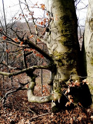 Foto des Albums: Goldkronach Humboldt-/Geoweg Variante