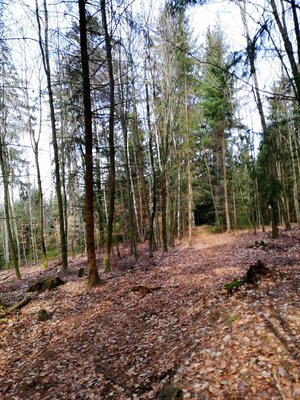 Foto des Albums: Goldkronach Humboldt-/Geoweg Variante