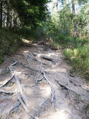 Foto des Albums: Rundwanderung von Speinshart Süßenweiher über die Himmelsleiter um den Scheckenberg