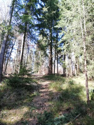 Foto des Albums: Rundwanderung von Speinshart Süßenweiher über die Himmelsleiter um den Scheckenberg