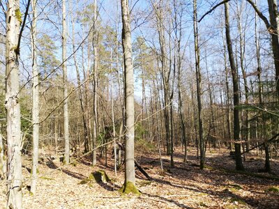 Foto des Albums: Rundwanderung von Speinshart Süßenweiher über die Himmelsleiter um den Scheckenberg