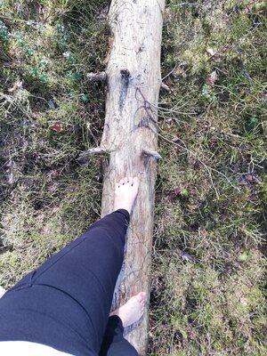 Foto des Albums: Rundwanderung von Speinshart Süßenweiher über die Himmelsleiter um den Scheckenberg