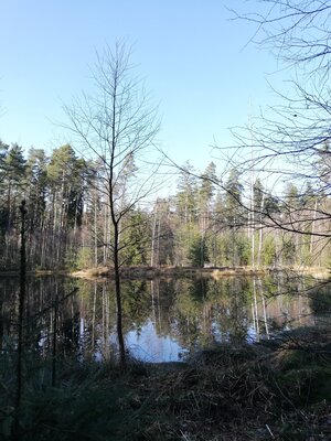 Foto des Albums: Rundwanderung von Speinshart Süßenweiher über die Himmelsleiter um den Scheckenberg
