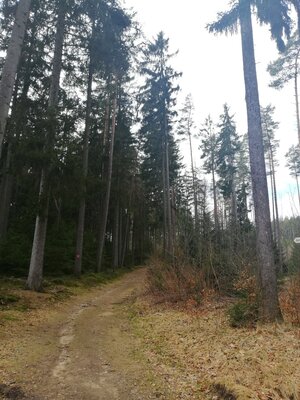 Foto des Albums: Rundwanderung Burg Epprechtstein, Wolfsfelsbruch, Braurangenbruch und Labyrinth