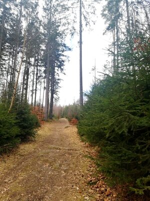 Foto des Albums: Rundwanderung Burg Epprechtstein, Wolfsfelsbruch, Braurangenbruch und Labyrinth