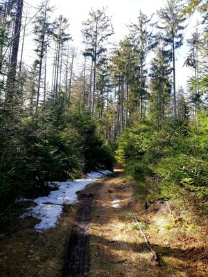 Foto des Albums: Rundwanderung Burg Epprechtstein, Wolfsfelsbruch, Braurangenbruch und Labyrinth