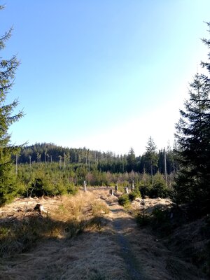 Foto des Albums: Rundwanderung Burg Epprechtstein, Wolfsfelsbruch, Braurangenbruch und Labyrinth