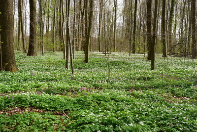 Buschwindr&ouml;schen im Hermann-L&ouml;ns-Park  (Bild vergr&ouml;&szlig;ern)