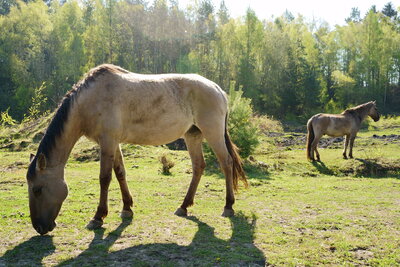 Sorraia-Wildpferde beim Steinbruch Liekwegen  (Bild vergr&ouml;&szlig;ern)