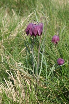 Foto des Albums: Wanderung zur Schachbrettblumenwiese
