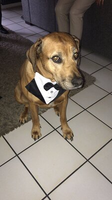 Foto des Albums: Hochzeit Jordy