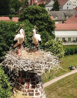 Foto des Albums: Storche ohne Nachwuchs